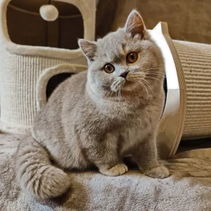 Hodowla kotów brytyjskich Jelenia Góra