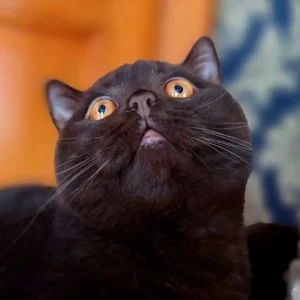 WhatsApp Image 2024-06-12 at 21.53.27