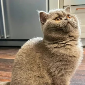 WhatsApp Image 2024-06-12 at 21.55.51