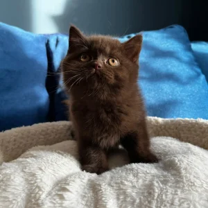 WhatsApp Image 2024-11-03 at 17.22.47