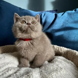 WhatsApp Image 2024-11-03 at 17.24.05