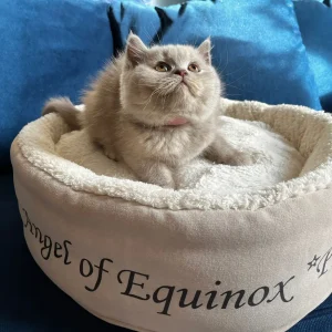 WhatsApp Image 2024-11-03 at 17.29.00