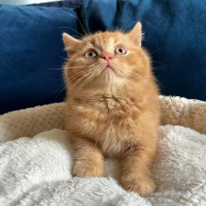 WhatsApp Image 2024-11-03 at 17.32.21