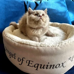 WhatsApp Image 2024-11-16 at 16.53.00