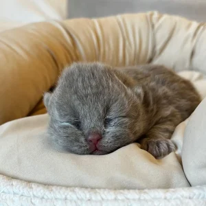 WhatsApp Image 2025-02-26 at 17.40.27