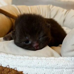 WhatsApp Image 2025-02-26 at 17.40.28 (1)