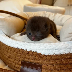 WhatsApp Image 2025-02-26 at 17.40.28