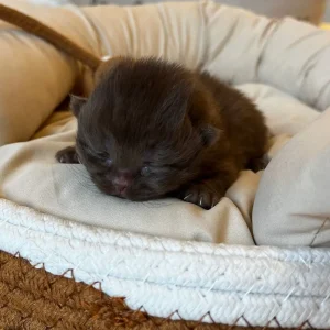 WhatsApp Image 2025-02-26 at 17.40.29