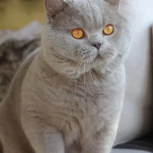 WhatsApp Image 2025-03-06 at 09.37.11