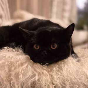 WhatsApp Image 2026-01-15 at 12.36.53