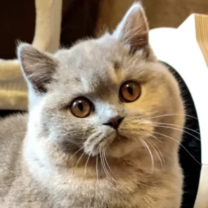 hodowla kotów brytyjskich Jelenia Góra